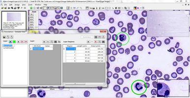 Digitale Pathologie