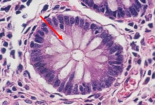 H-and-E-Staining-Overview-A-Guide-to-Best-Practices-img09