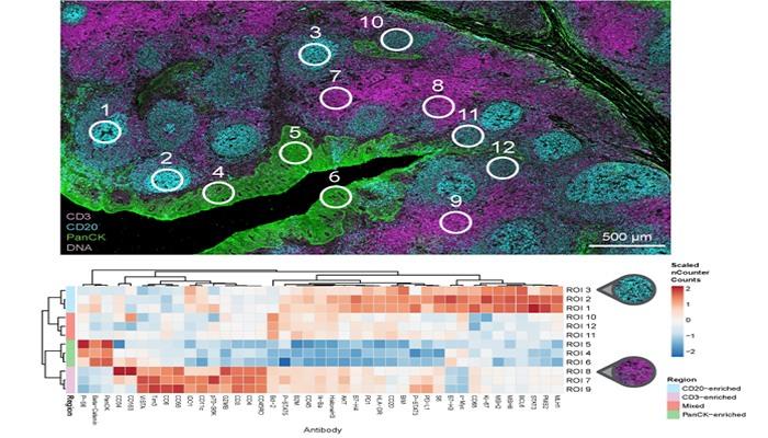 Profilazione spaziale ad alto ciclo di proteine e RNA da FFPE