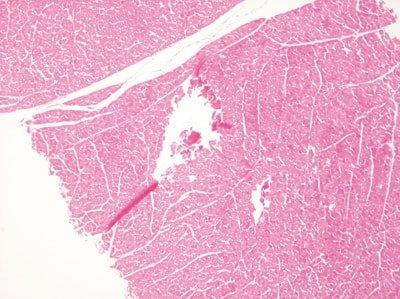 Einführung in die Mikrotomie: Vorbereitung & Schneiden Paraffin-eingebetteter Gewebe