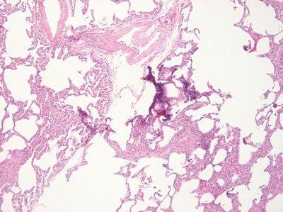 Einführung in die Mikrotomie: Vorbereitung & Schneiden Paraffin-eingebetteter Gewebe