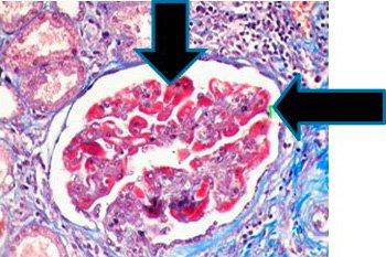 figure 3 special stains