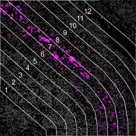 nanostring-image3