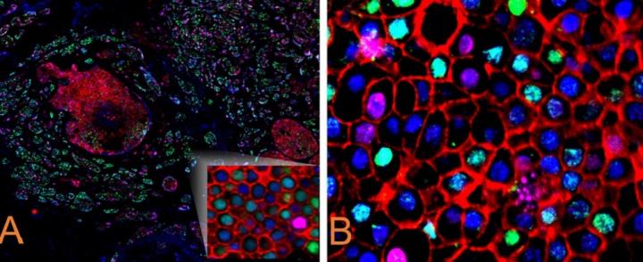 Spatial-Biology-Cell-IDx