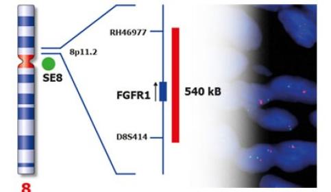 FISH & Molecular Solutions - Kreatech FISH