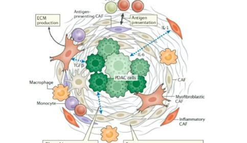 characterization-of-the-pancreatic-tumor-microenvironment